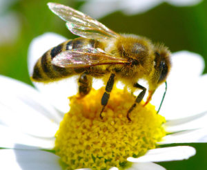 Bienenfreundliche Pflanzen - Das Lexikon für Balkon, Garten und andere Pflanzenorte